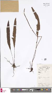 Elaphoglossum heterolepium image