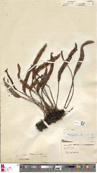 Elaphoglossum perelegans image