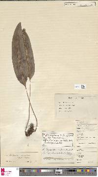 Elaphoglossum martinicense image