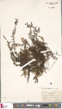 Hymenophyllum barbatum image