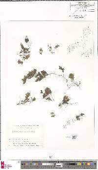 Hymenophyllum barbatum image