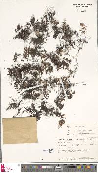 Hymenophyllum barbatum image