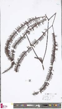 Sticherus brassii image