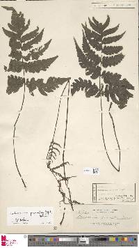 Tectaria nayarii image