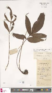 Tectaria harlandii image