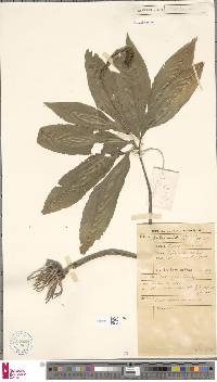 Helminthostachys zeylanica image