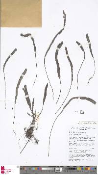 Oreogrammitis scabristipes image