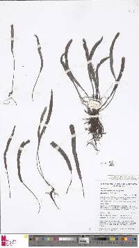 Oreogrammitis scabristipes image