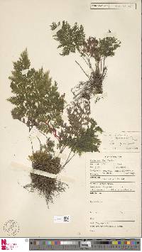 Leptopteris hymenophylloides image