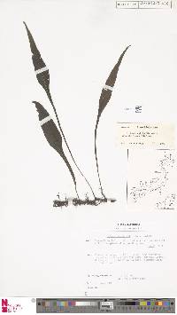 Leptochilus wrightii image