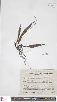 Leptochilus decurrens image