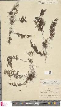 Hymenophyllum ulei image