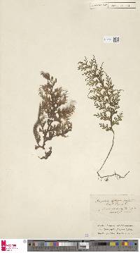 Hymenophyllum fuciforme image