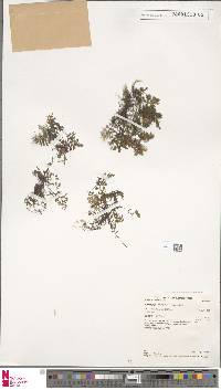 Hymenophyllum cupressiforme image