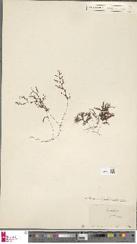 Hymenophyllum inaequale image