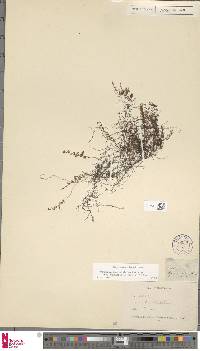 Hymenophyllum fendlerianum image