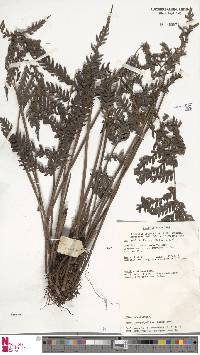 Dryopolystichum phaeostigma image