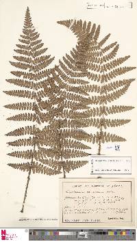 Dryopteris remota image