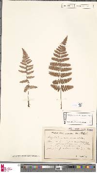 Dryopteris remota image