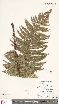 Dryopteris affinis image