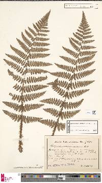 Dryopteris remota image