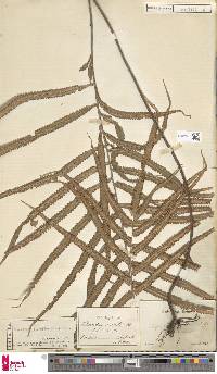 Tectaria fuscipes image