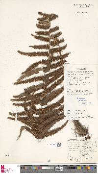 Dryopteris borreri image