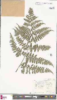 Dryopteris hasseltii image