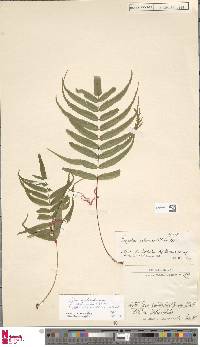 Goniophlebium percussum image