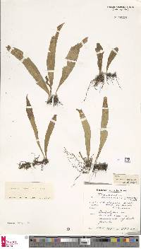 Lepisorus schraderi image