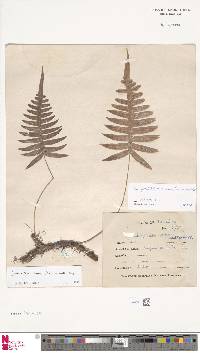 Polypodiodes amoena image