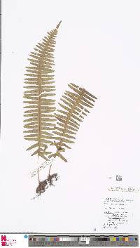 Polypodiodes lachnopus image