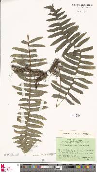 Polypodiodes fieldingiana image