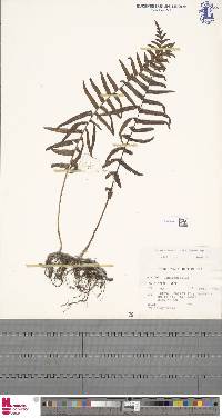 Image of Goniophlebium pseudoconnatum