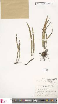Lepisorus contortus image