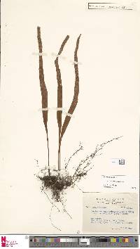 Lepisorus megasorus image