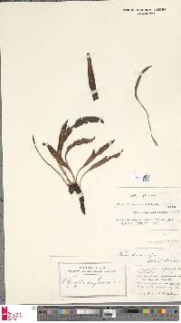 Elaphoglossum acrostichoides image