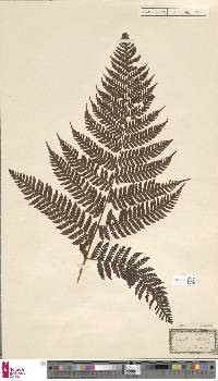 Image of Megalastrum villosum