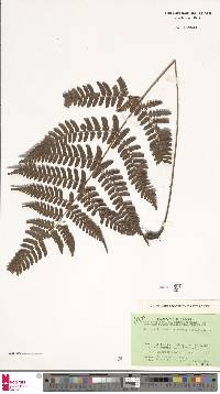 Dryopteris subtriangularis image