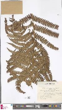 Dryopteris borreri image