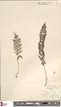 Dryopteris villarii image