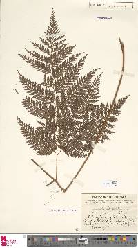 Lastreopsis davallioides image