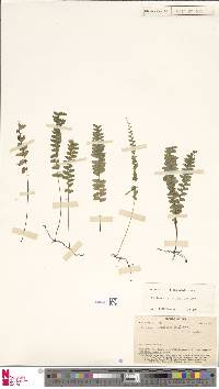 Lindsaea vitiensis image