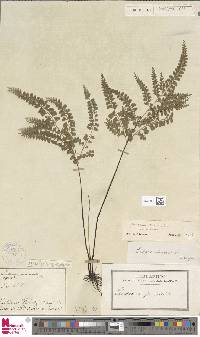 Lindsaea virescens image