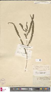 Lindsaea guianensis subsp. guianensis image