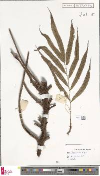 Lomariopsis kingii image