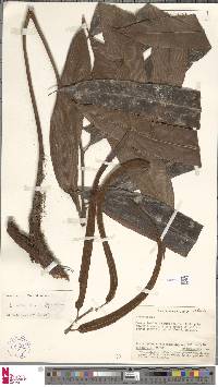 Lomariopsis intermedia image