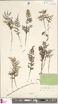 Hymenophyllum caudiculatum image