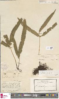 Lindsaea guianensis subsp. guianensis image