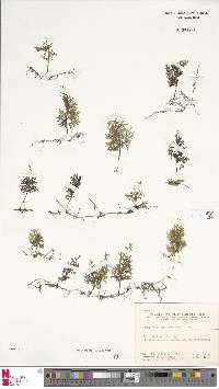 Hymenophyllum fimbriatum image